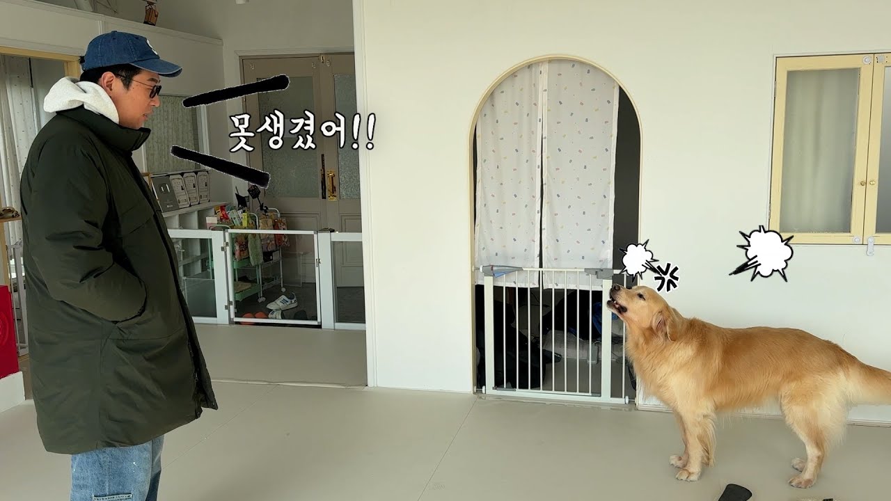 못생겼다고 계속 놀리니깐 개빡친 리트리버ㅋㅋㅋ