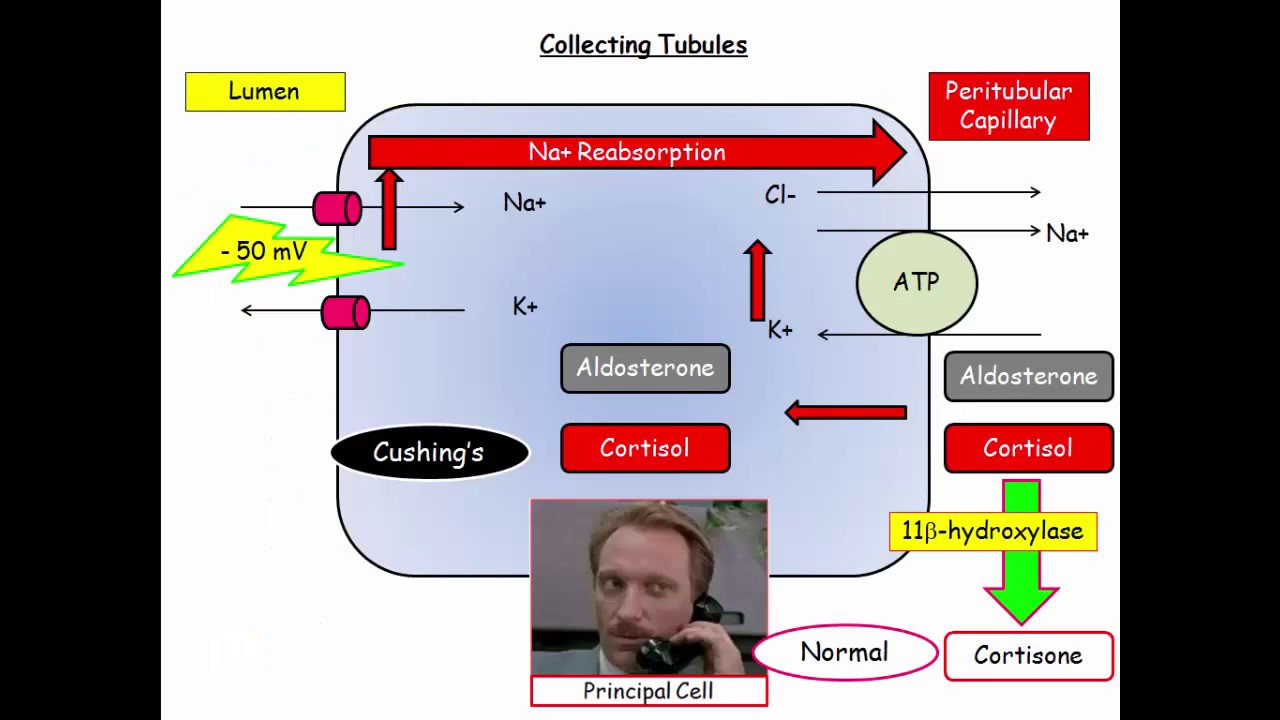 12DaysinMarch, Hypercortisolism for USMLE Step One (Part I)