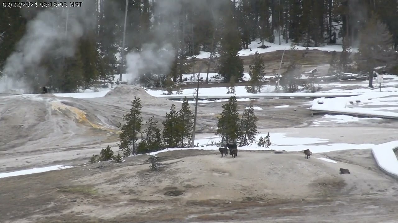 Wapiti Wolf Pack - Old Faithful Webcam