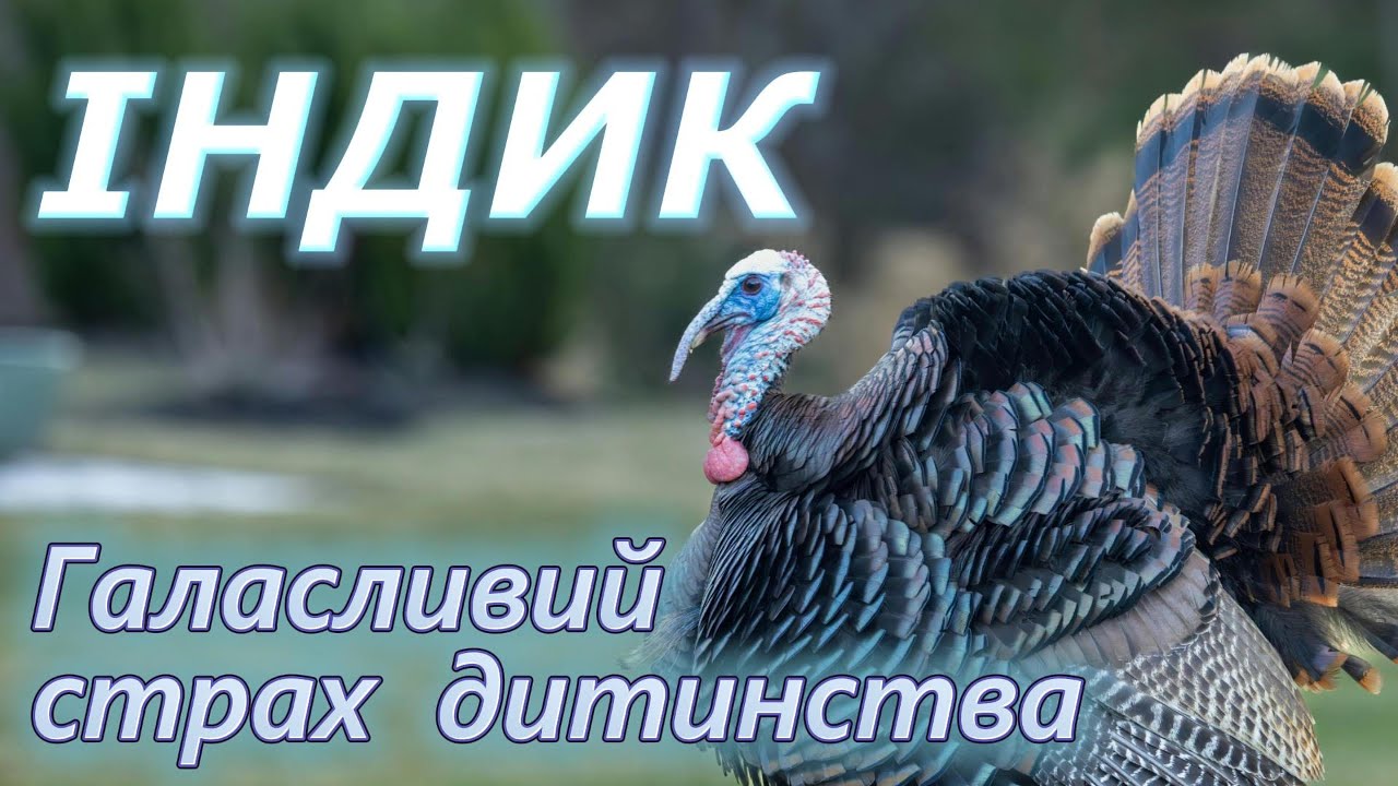 Цікаві факти про індика