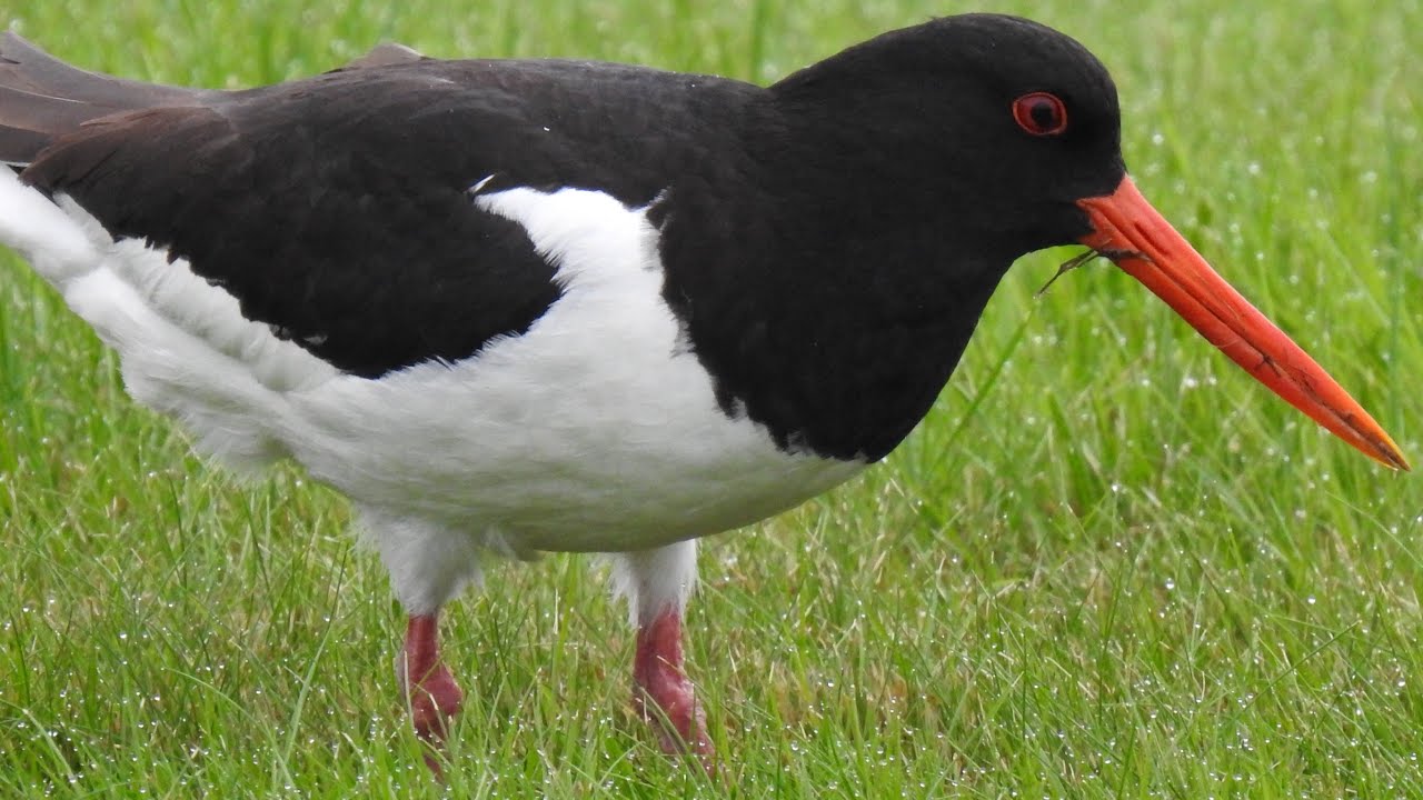 Oystercatcher Call. Strandskade lyd. Huîtrier pie chant. Scholekster roept