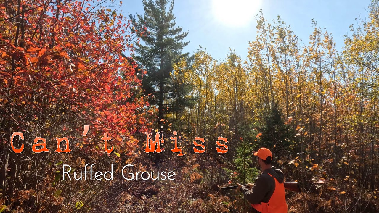 Can't Miss -  Ruffed Grouse