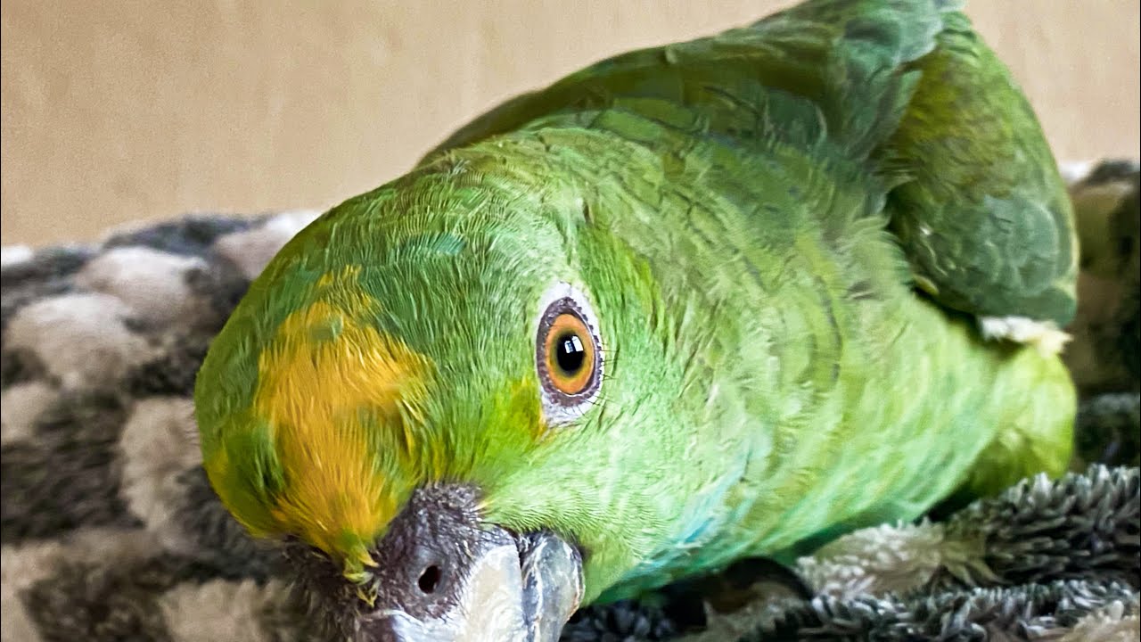 Todo sobre Loro real | Amazonas Ochrocephala | Alan Stom
