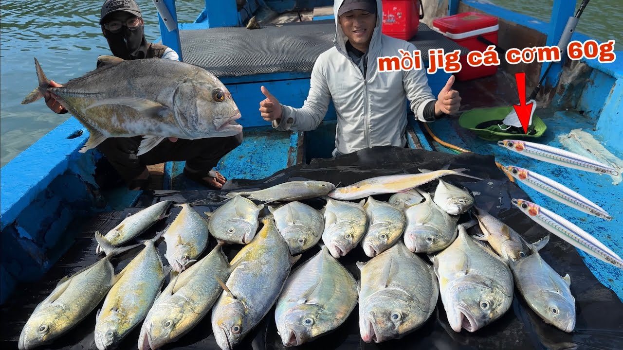 Câu cá bè quỵt bằng mồi jig cá cơm 60g cực kỳ hiệu quả thả mồi là dính
