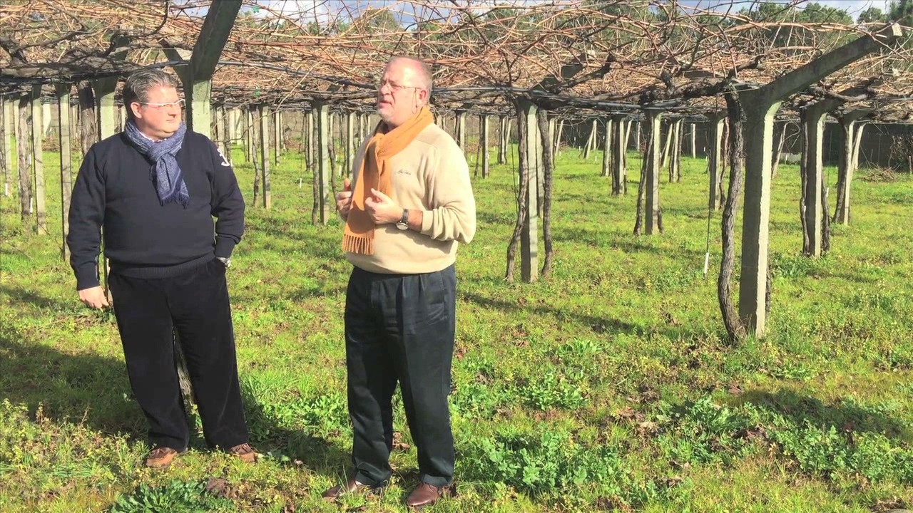 2 amigos (Rias Baixas) para Club Vignerons | BODEBOCA