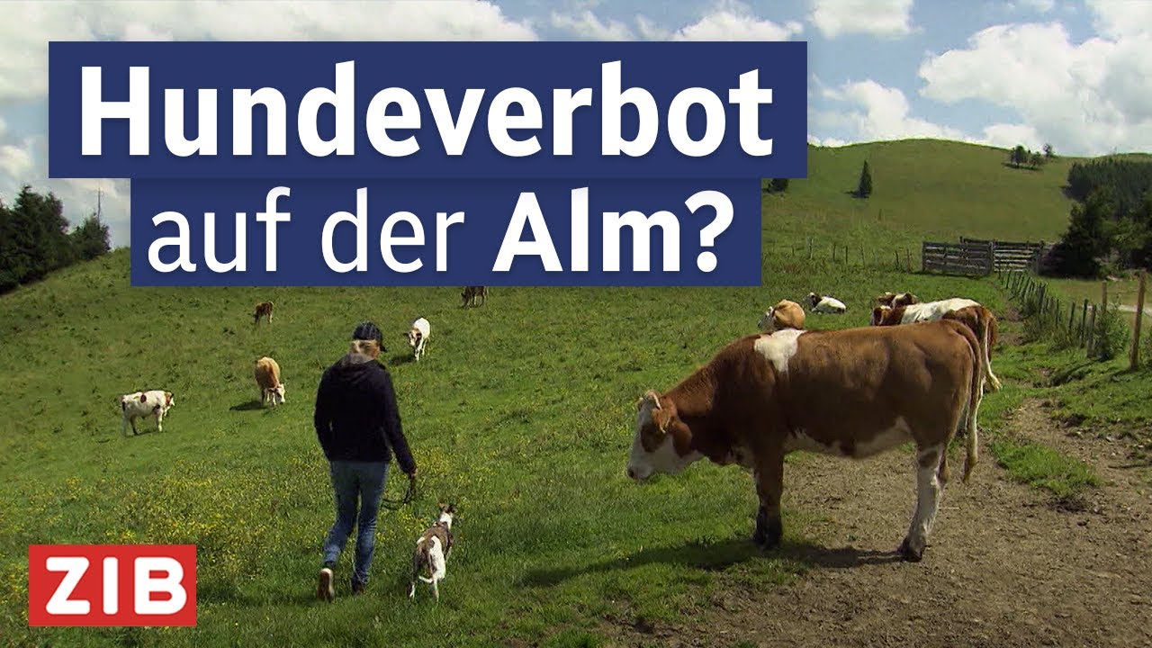 Rabiate Kühe: Werden die Tiere aggressiver? | Aktuell nach Eins vom 23.09.2025