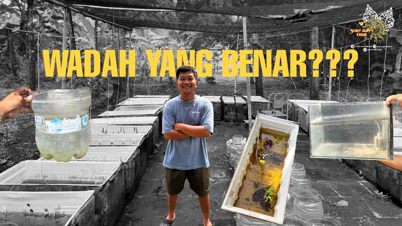 Wadah Guppy yang Benar: Galon, Aquarium, Box Kulkas, Atau Terpal?