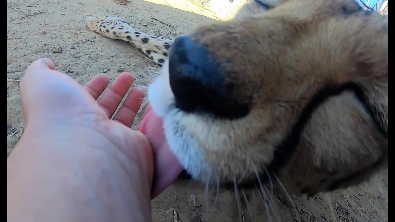 Cute Cheetah licking my hand and purring very loudly
