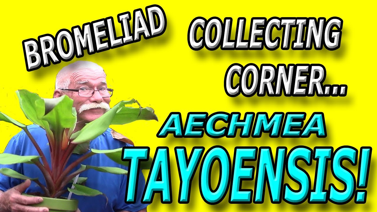 Уголок коллекционирования бромелиевых: Aechmea Tayoensis!