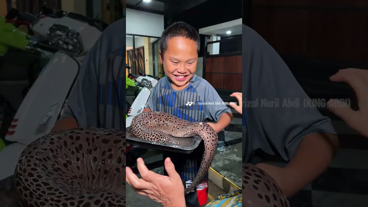 GARANG ASEM OPOR BELUT LISTRIK !