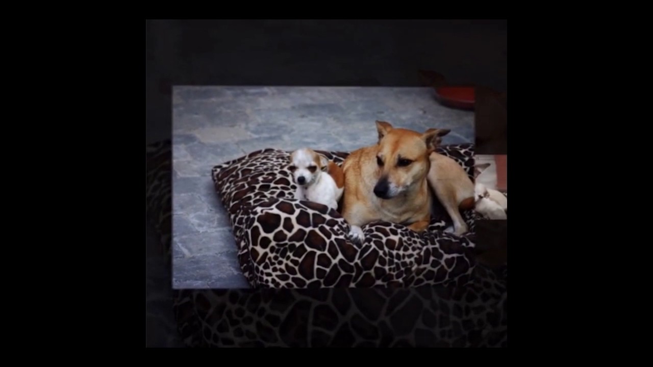 Coco Loco, de onbeschrijfelijke liefde tussen mens en dier.