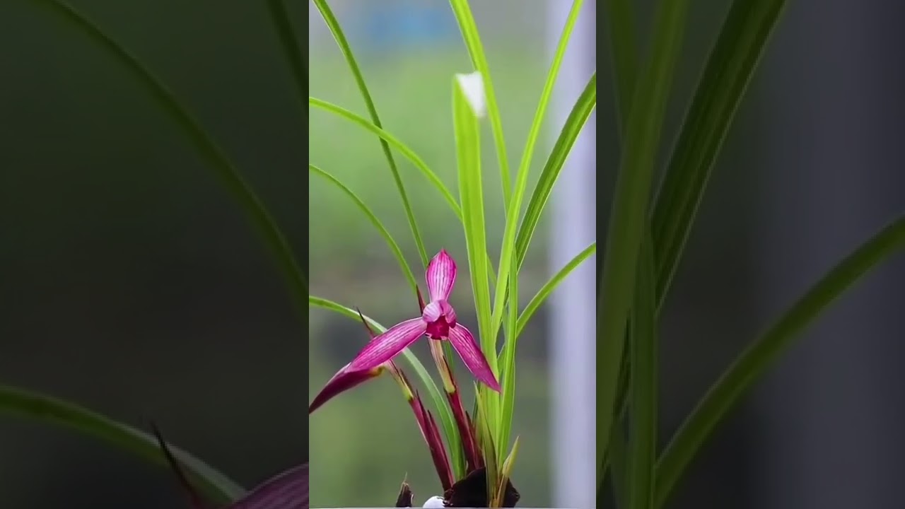How amazing to grow orchids propagate plant fast and easy #3702
