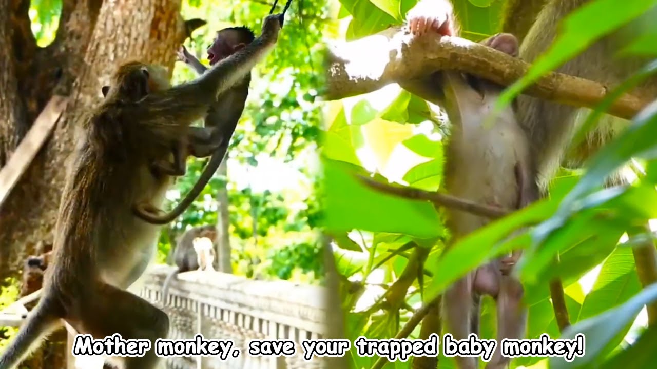 Baby monkey trapped, mother monkey rushed to save!