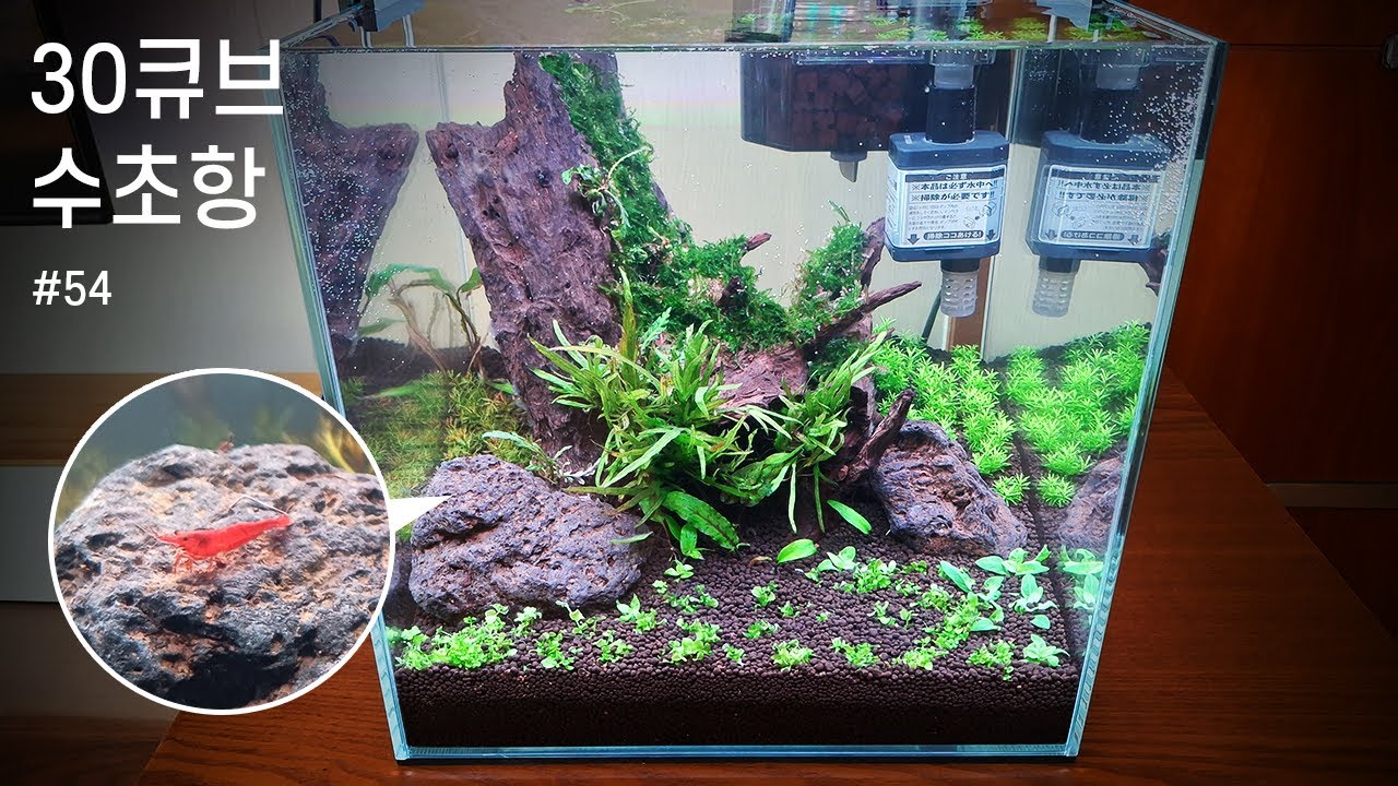 30큐브 입문자용 수초 어항 세팅 가이드 | How To Make Nano Aquarium