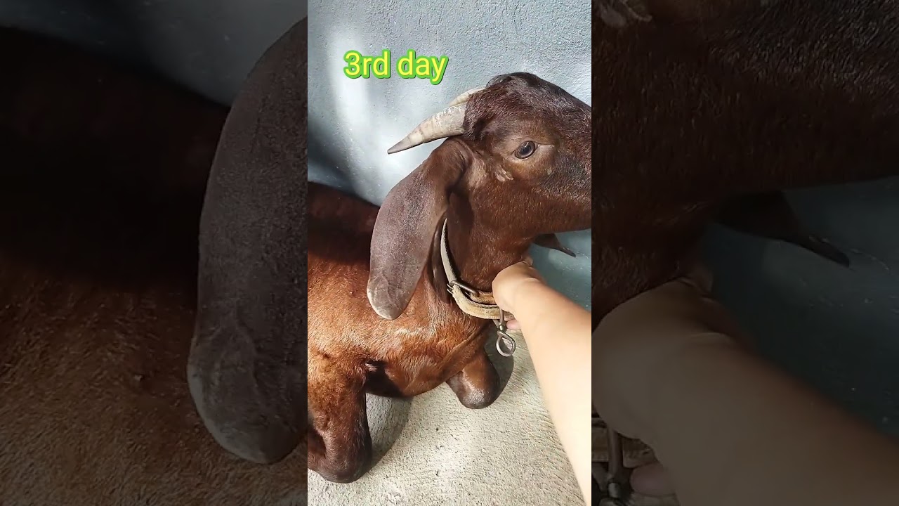 Pano ba gumaling ang alaga kong kambing sa Polio? Nasa dulo ng video ang mga gamot na binigay ko 🥰