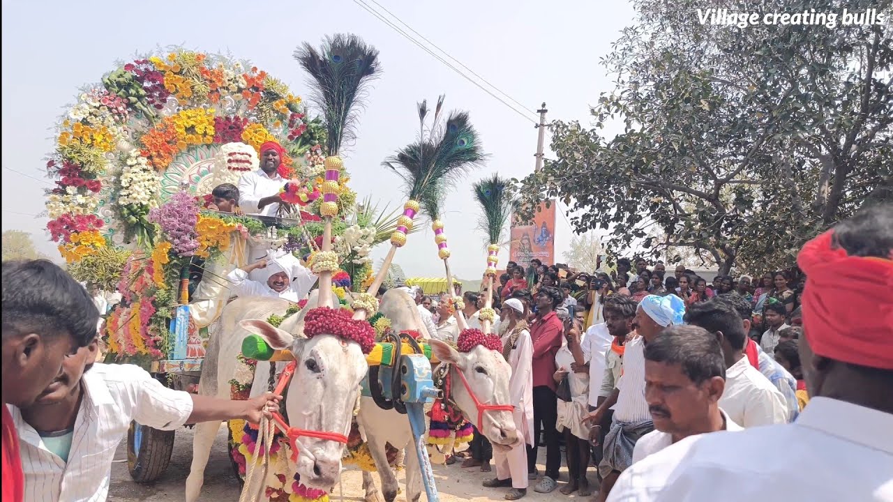 Veera Narayana Swami parasa #subscribe #shorts@villagecreatingbulls 
