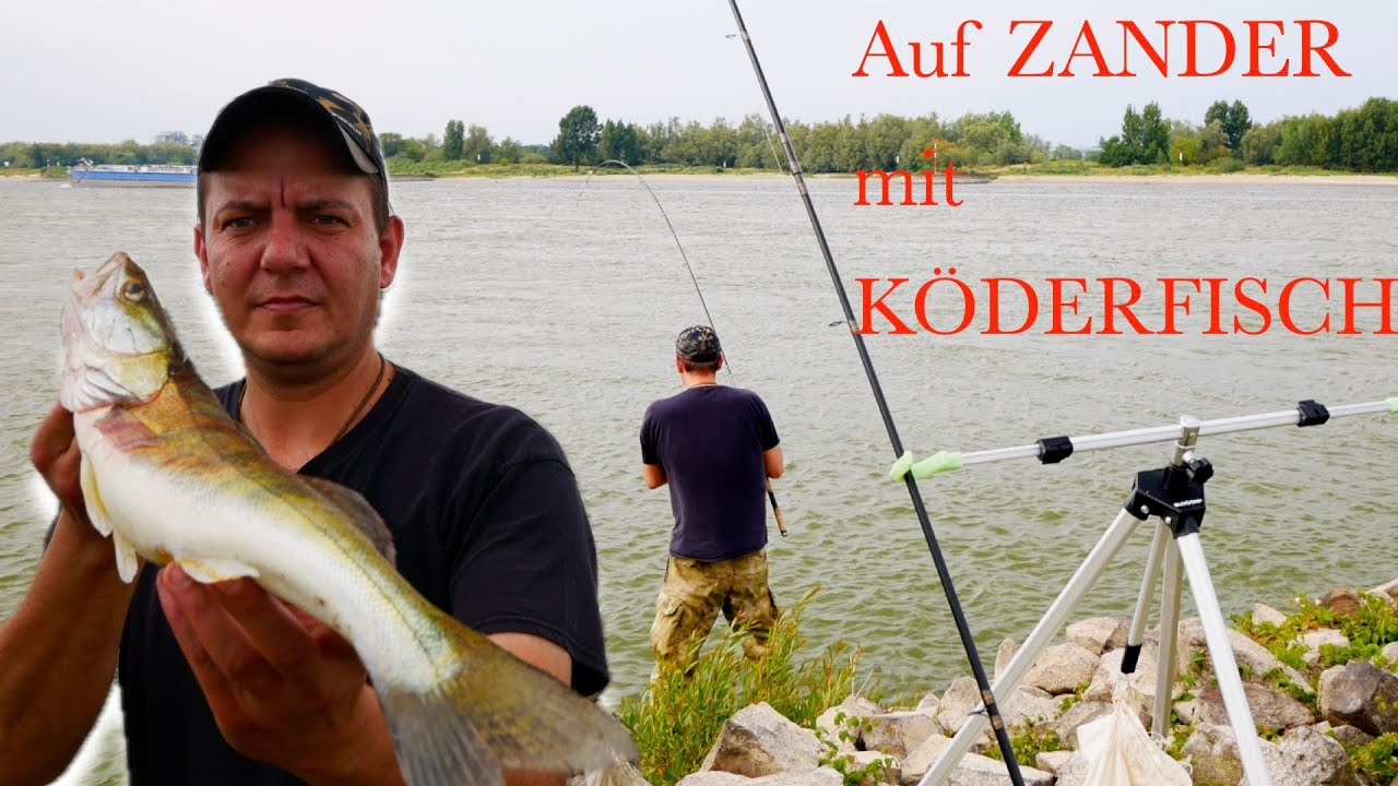 Zander mit Köderfisch fangen, am Vater Rhein geht’s ab #fishing #zanderangeln #zander