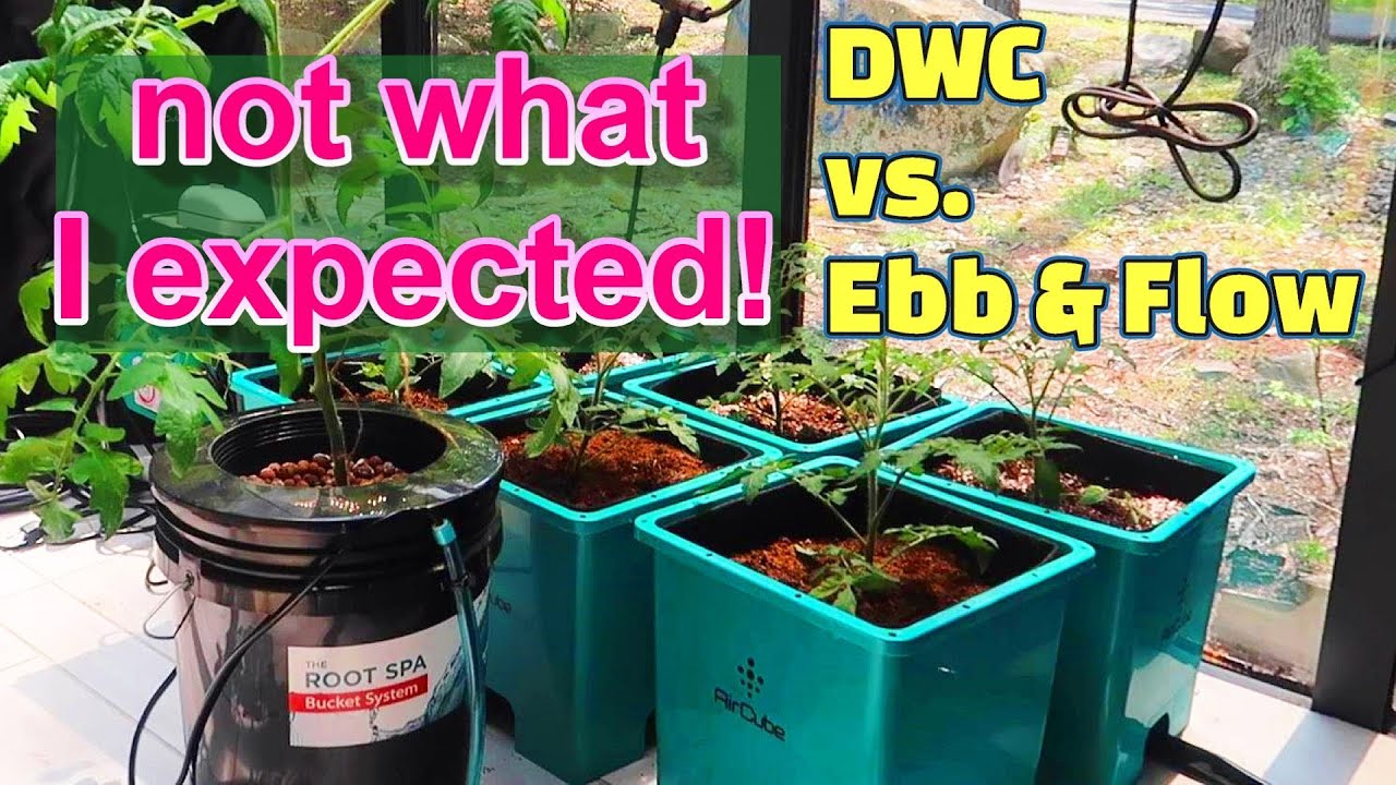 Выращивание томатов с использованием DWC против Ebb and Flow Air Cube от GrowAce