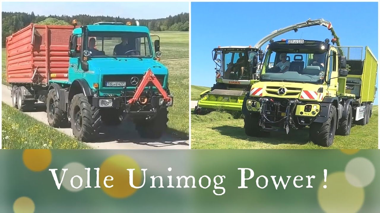 Unimog im Doppelpack: Unimog U1600 mit Pühringer-Kipper und U529 mit Fliegl ASW bei der Grassilage
