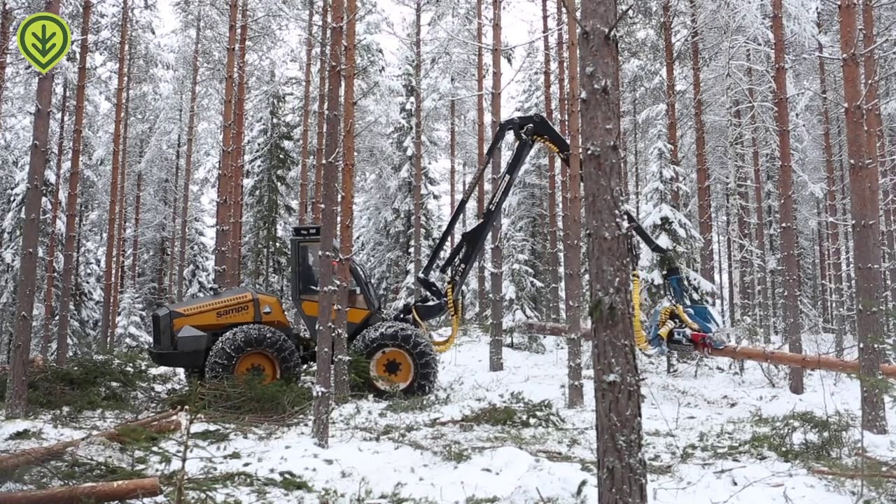 Harvennus heikkolaatuisessa viljelymännikössä | Metsälehti