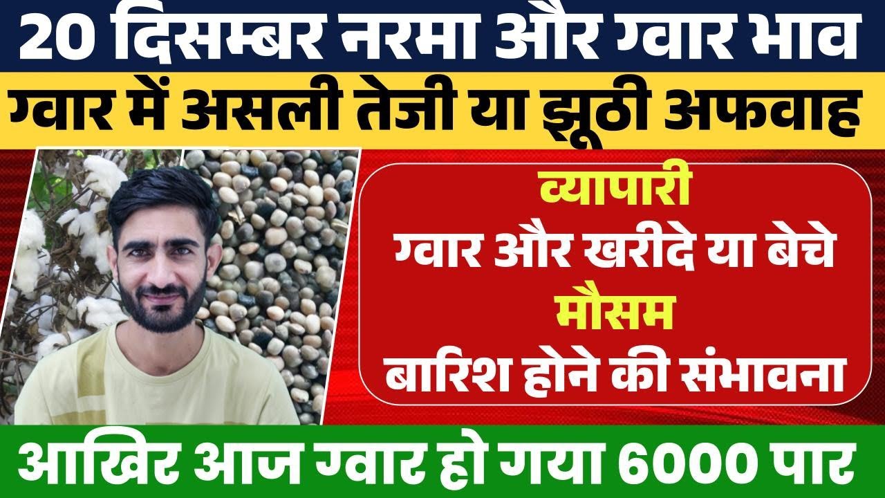 ग्वार में तेजी है या अफवाह । ग्वार अब कब तक रोके । ग्वार की तेजी मंदी रिर्पोट 2025, guar report 2025