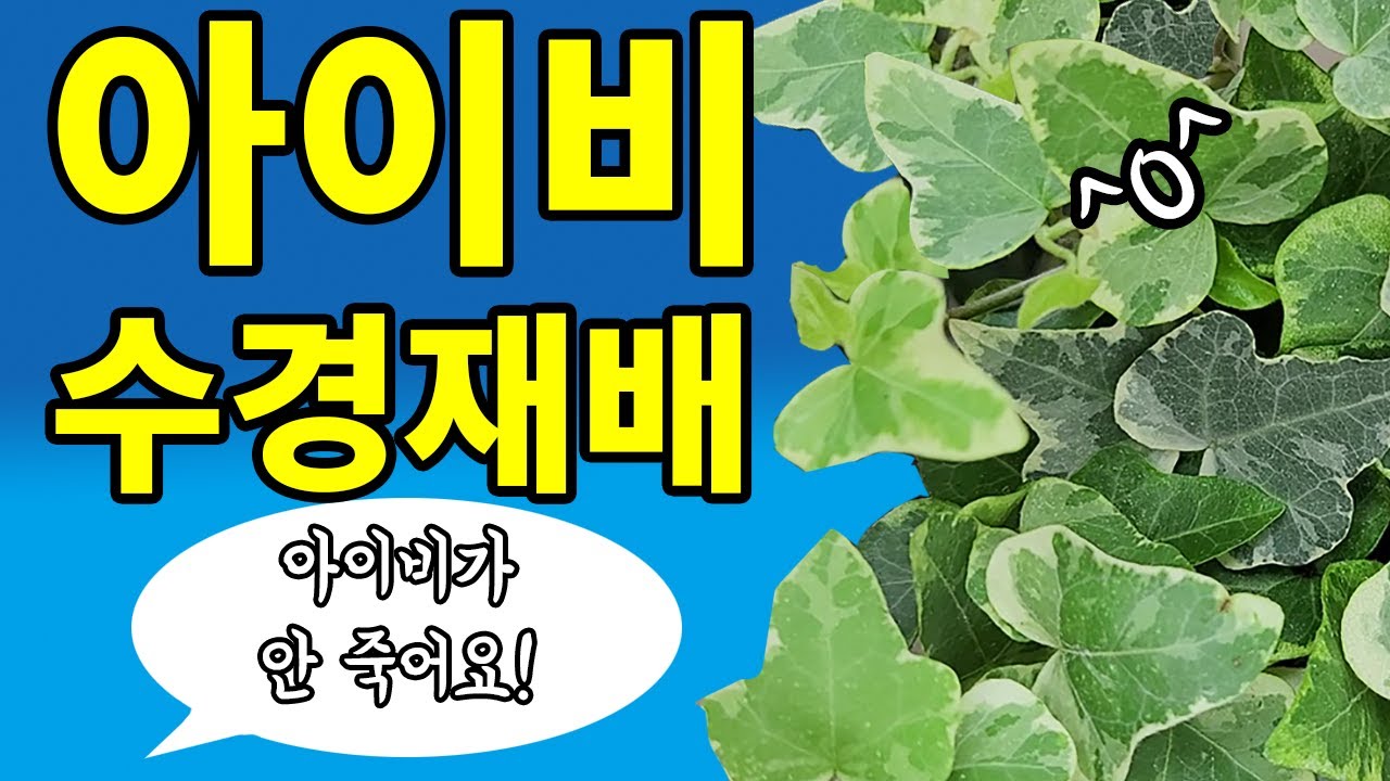 아이비 수경재배 방법