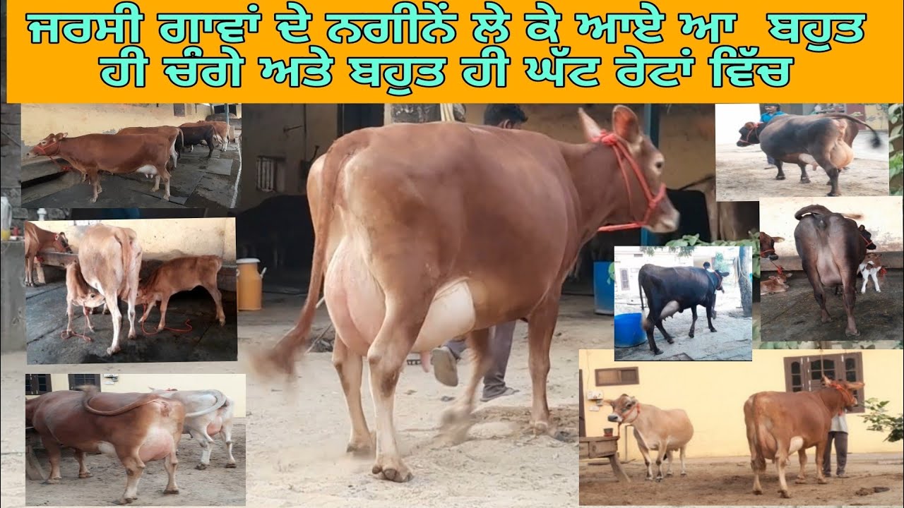 ਜਰਸੀ ਗਾਵਾਂ ਦੇ ਨਗੀਨੇਂ ਲੇ ਕੇ ਆਏ ਆ  ਬਹੁਤ ਹੀ ਚੰਗੇ ਅਤੇ ਬਹੁਤ ਹੀ ਘੱਟ ਰੇਟਾਂ ਵਿੱਚ