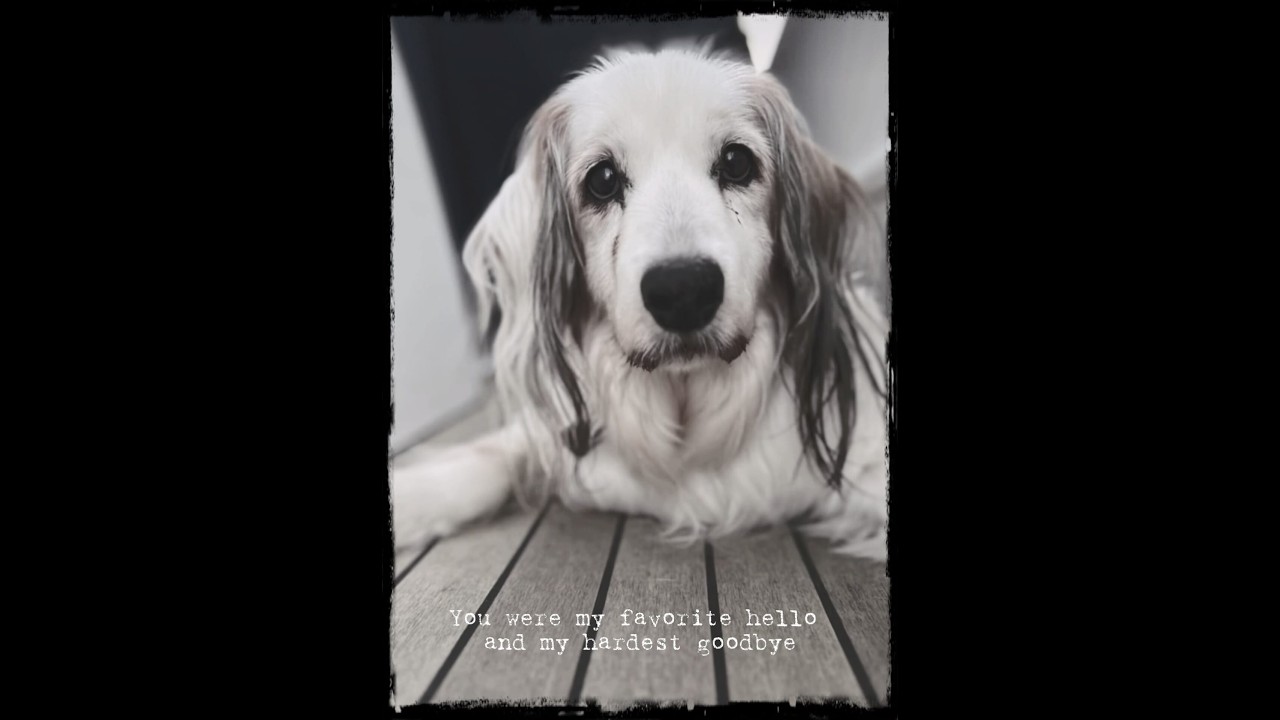 Chester | Forever Part of Our Crew ❤️ | Tribute Film