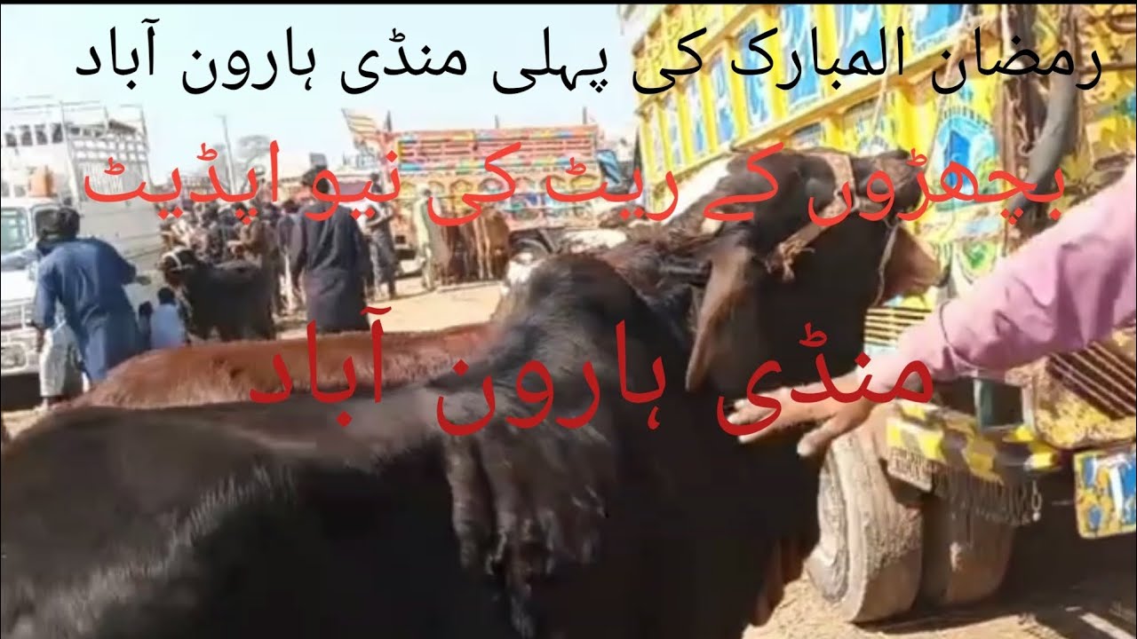 Today Mandi Haroonabad Mandi Fresh Rate Update 22 February 2026 