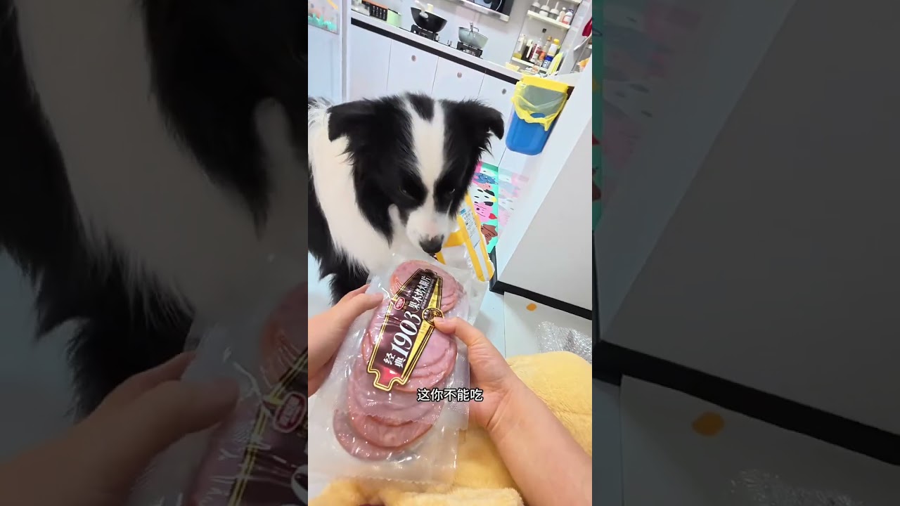 Episode 198 Daily Pet Care vlog the First winter I spent with Binlang after returning to m