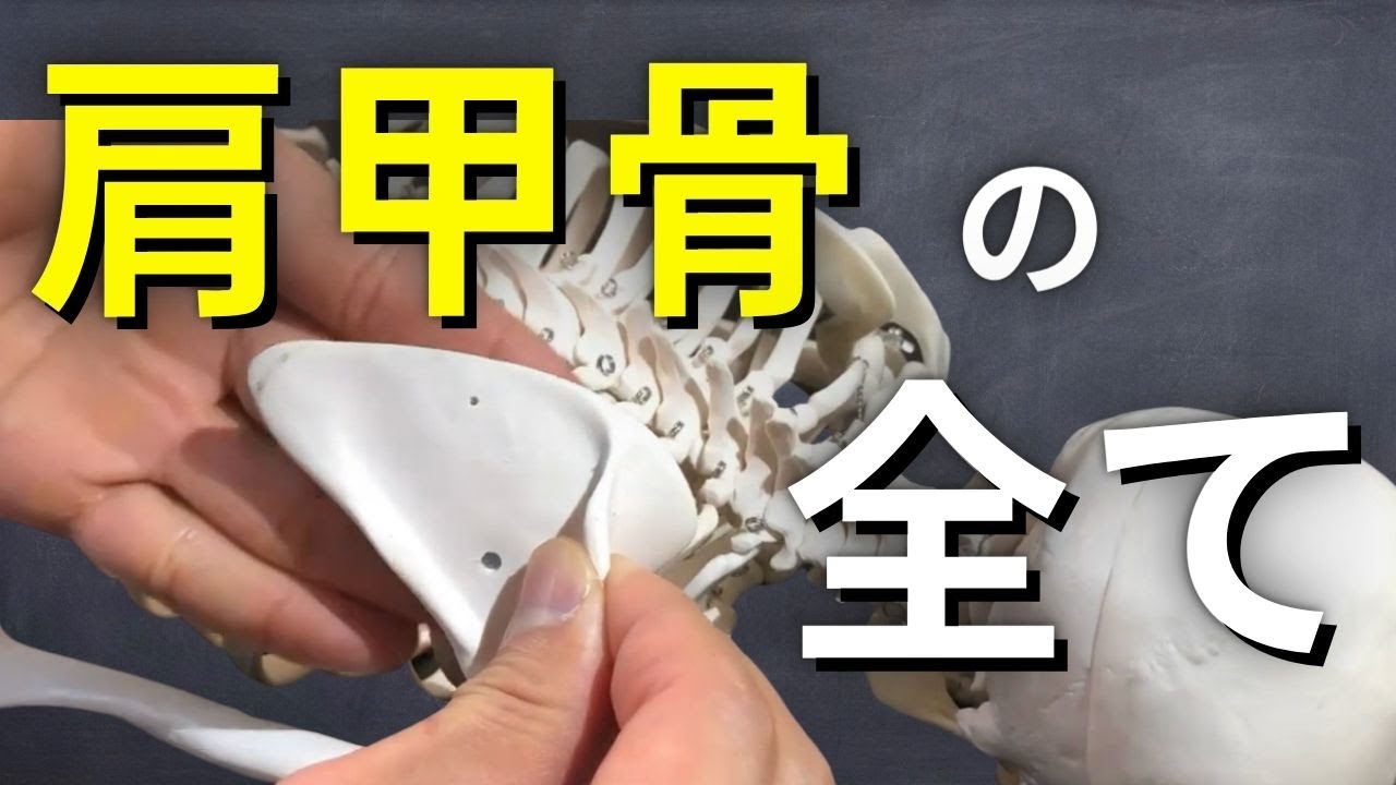 【完全解剖】肩甲骨の基礎情報をこの1本で！名称＋動作＋17種類の筋肉名について