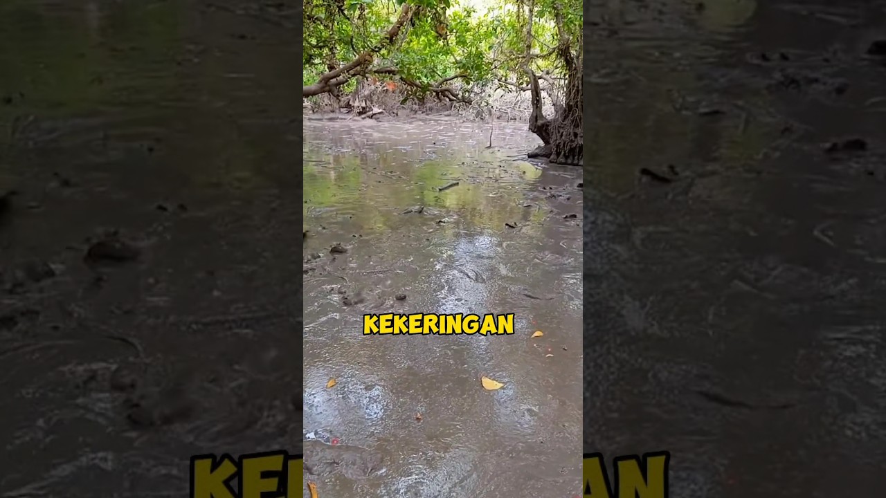 Ratusan ikan,terjebak di rawa yang kekeringan. 