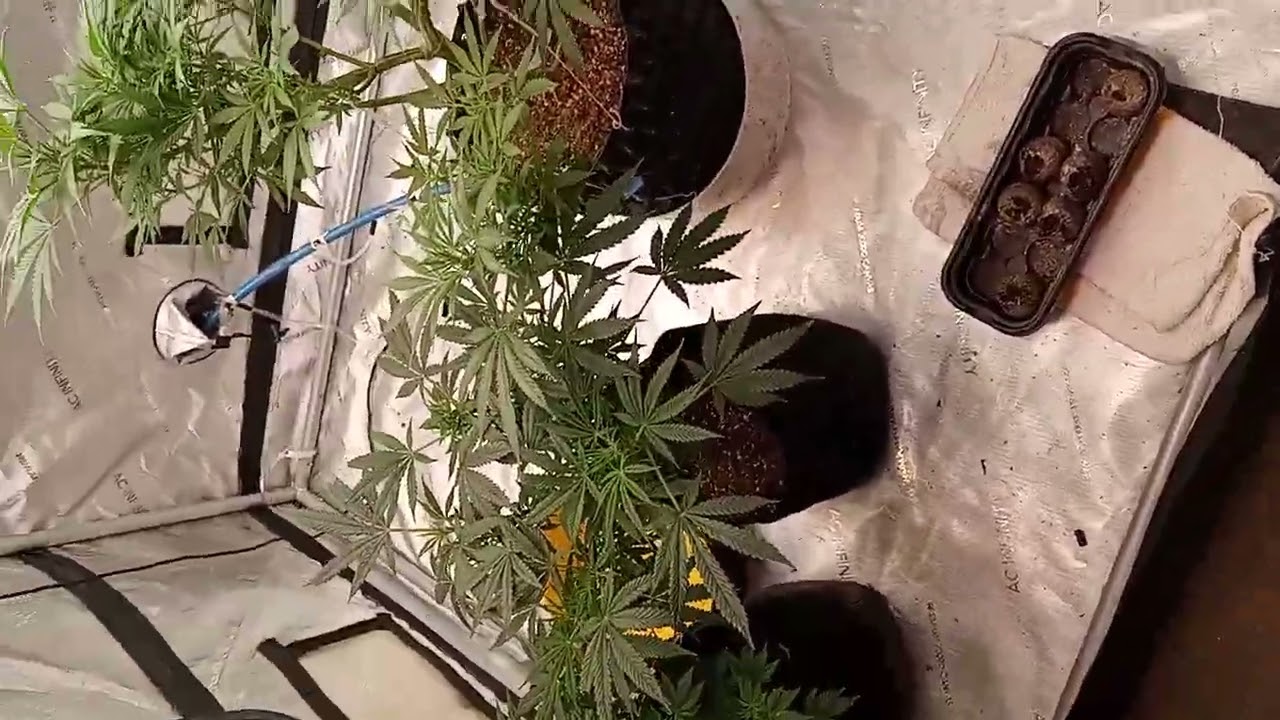 Greenpoint seeds Sunday batter and valley chem