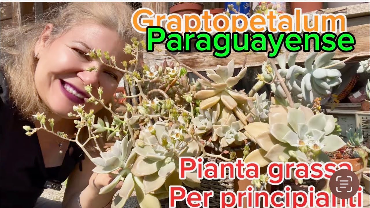 TUTTO SUL QUESTA BELISSIMA PIANTA GRASSA🌱 e in più una bellissima composizione 😍