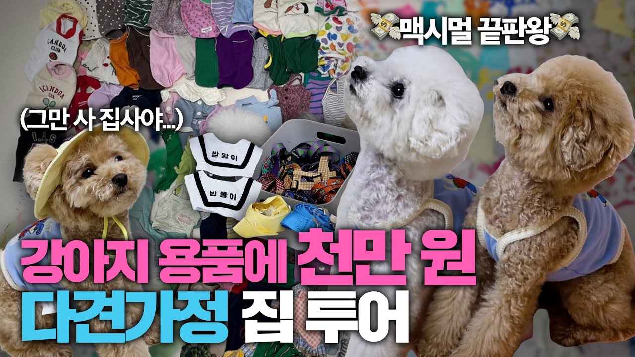 강아지 용품에 천만 원 넘게 썼다는 맥시멀리스트 등장 😱 |불법 번식장 구조견, 파양견(췌장관리식, 쿨링 모자, 산책교육 목줄)| 집사의 개꿀템EP09