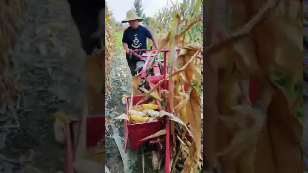 ZZK Small corn harvestor Mini corn harvester machine