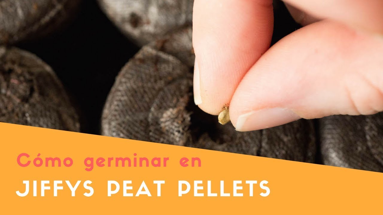 Como germinar en Jiffys (Peat Pellets)