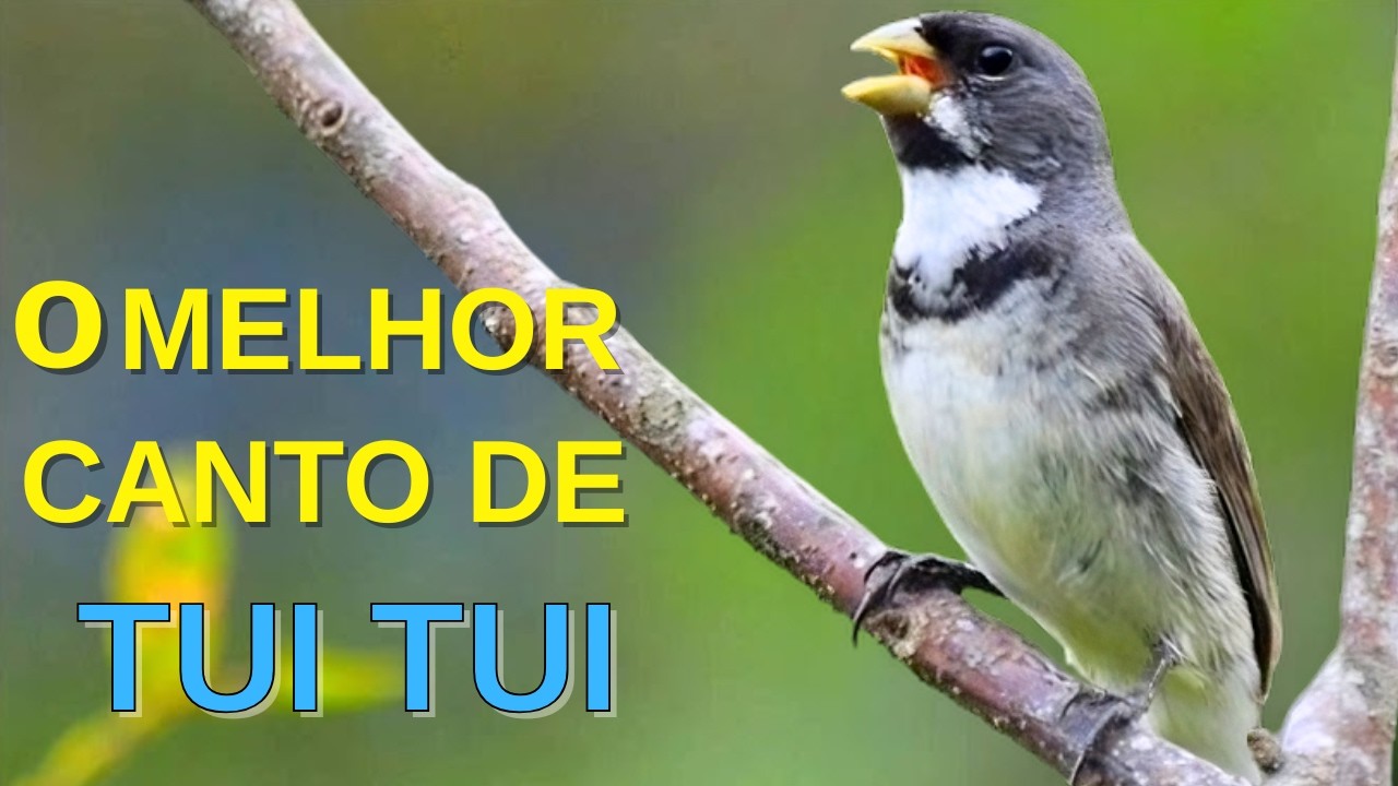 O MELHOR CANTO DE COLEIRO TUI TUI ZEL ZEL POR 10 HORAS