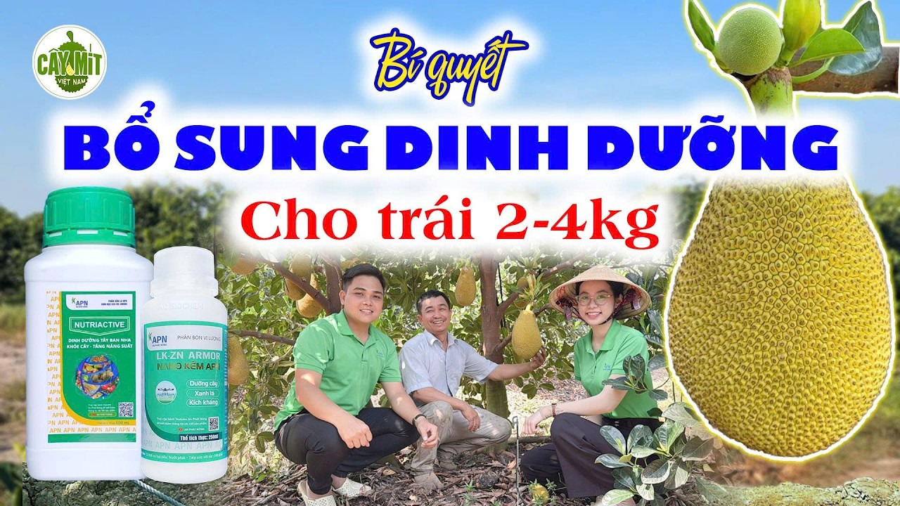 BÍ QUYẾT BỔ SUNG DINH DƯỠNG CHO TRÁI 2-4KG #caymitvietnam