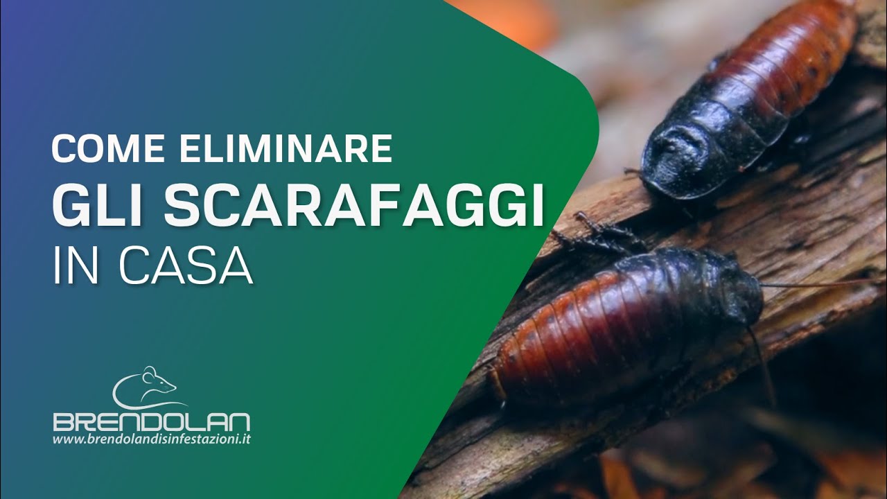 Come Eliminare gli Scarafaggi in Casa - Disinfestazione Blatte