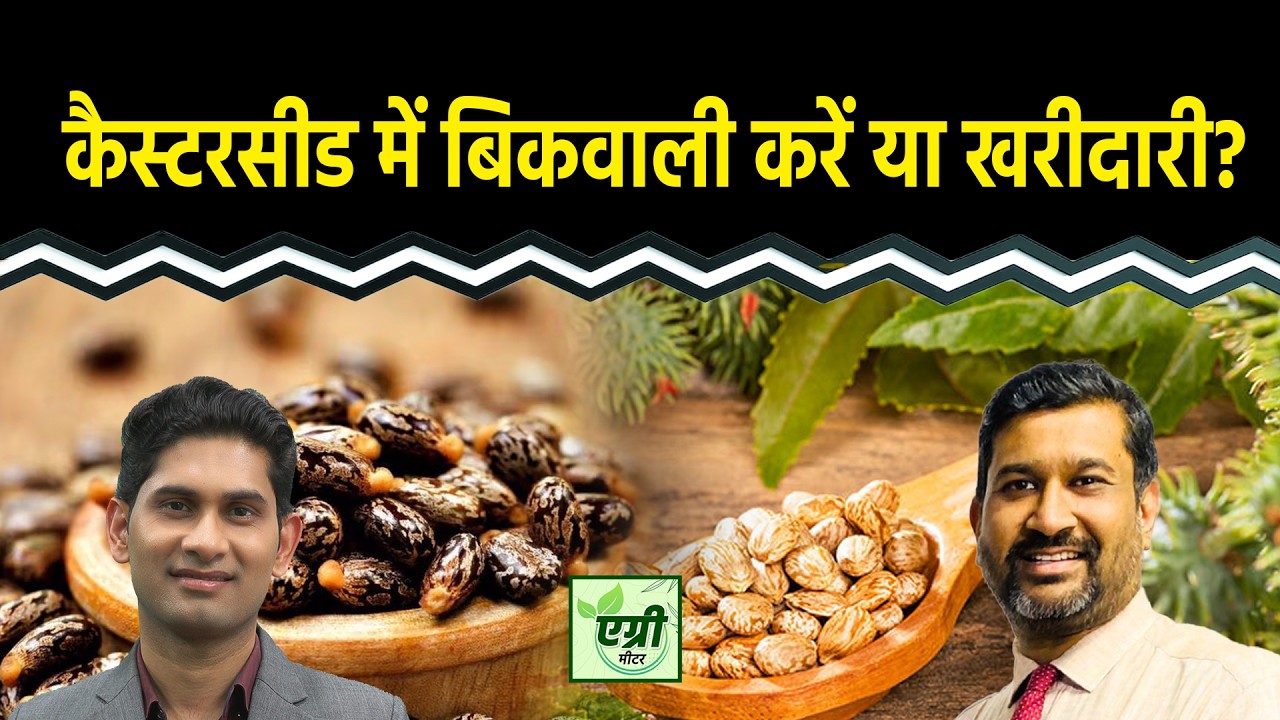 Agri Commodity : Castor Oil और Castor Meal के एक्सपोर्ट का क्या है हाल? NCDEX | Commodity Market