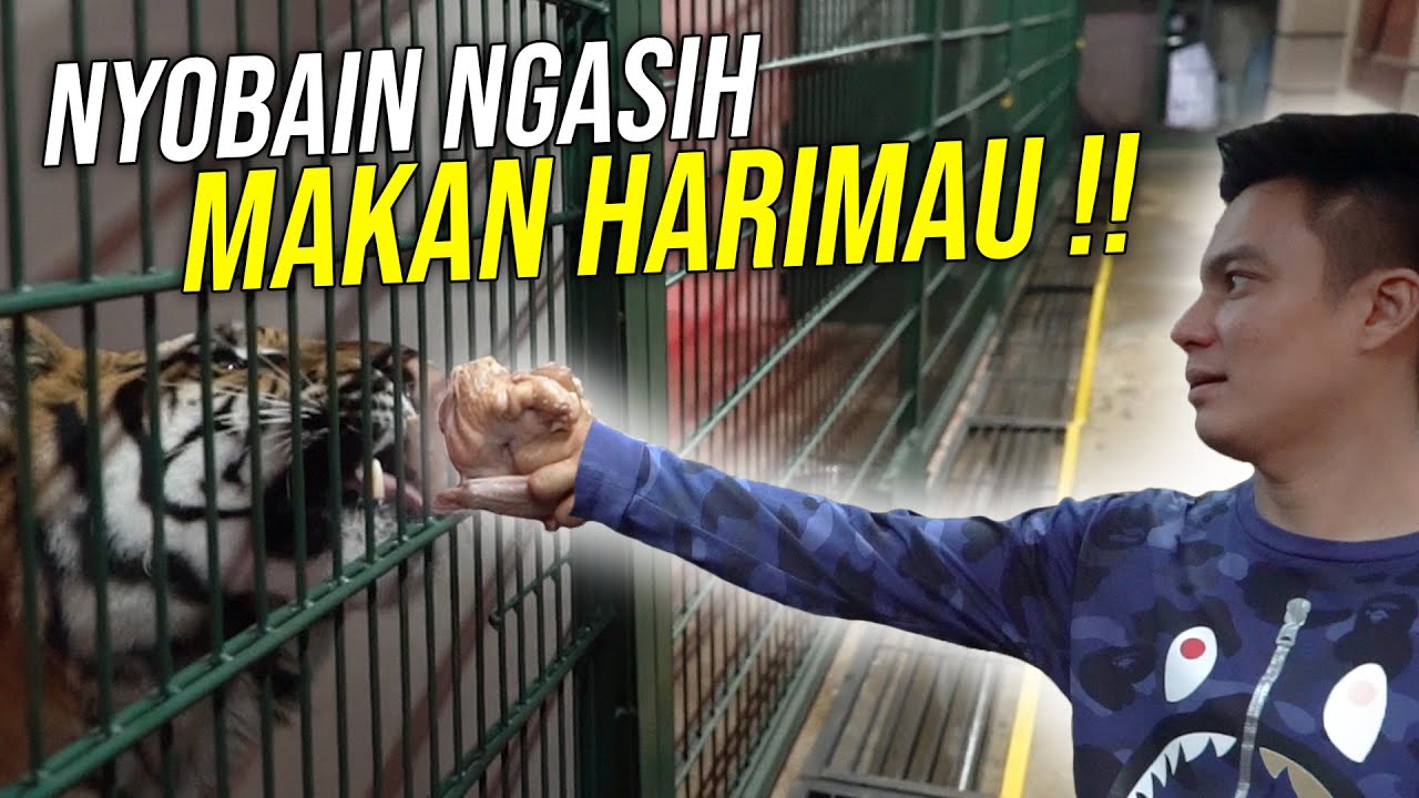 PERTAMA KALI SEUMUR HIDUP !! KASIH MAKAN ELSHAN..  HARIMAU GEDE BANGET !!