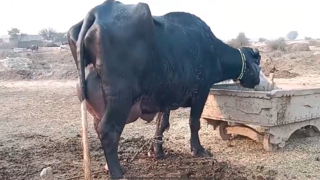 Big Udder Top Class Buffalo Available | Abrar Hussain Sahu | +92 301 4300148