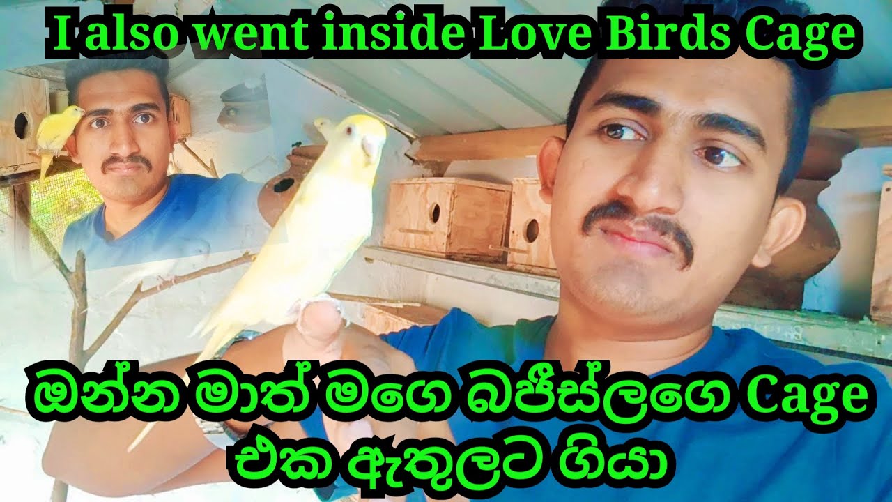 I also went inside Love Birds Cage | ඔන්න මාත් මගෙ බජීස්ලගෙ Cage එක ඇතුලට ගියා | Budgies |Fancy Bird