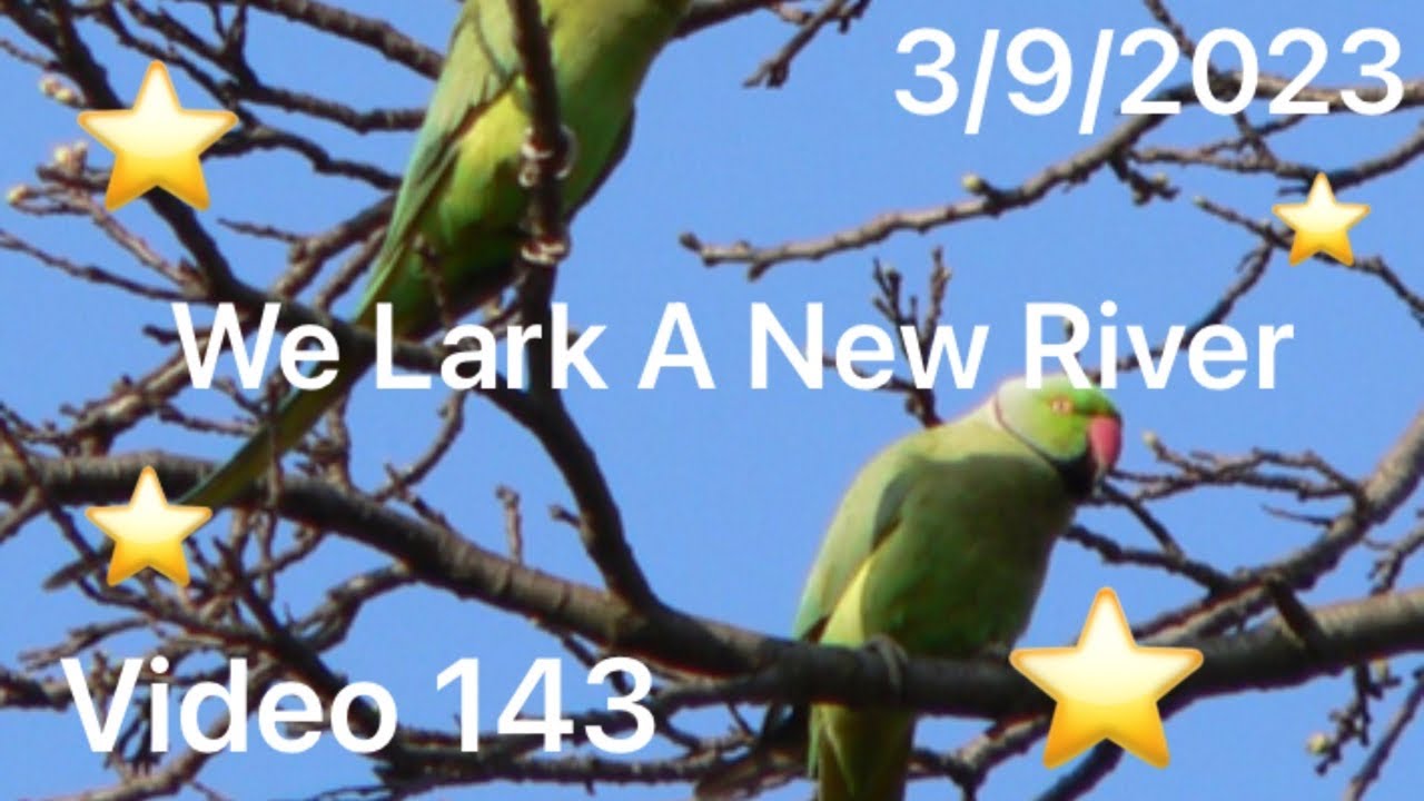 We lark a new River @Kentish Mudlarks Video 143 —3/9/2023