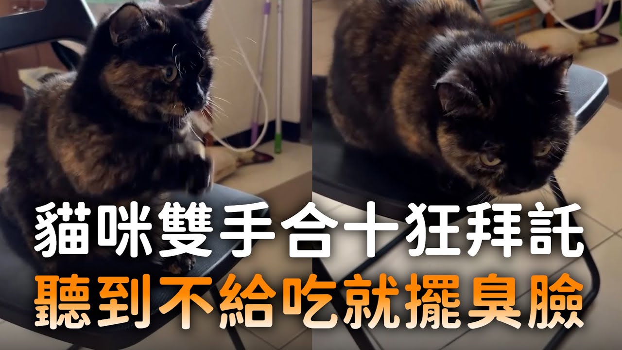 貓咪雙手合十狂拜託　聽到不給吃就擺臭臉