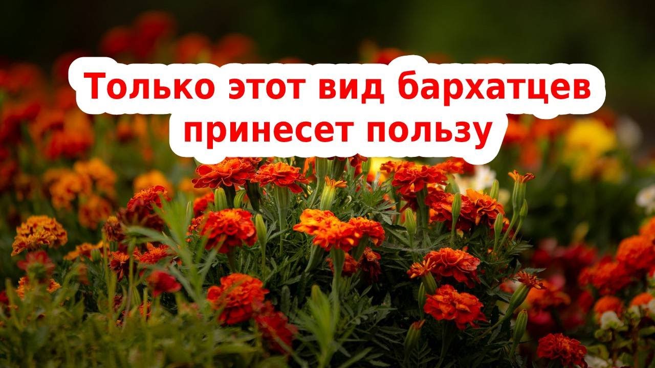 БАРХАТЦЫ🌻САМЫЙ ПОЛЕЗНЫЙ СОРТ ЦВЕТОВ БАРХАТЦЕВ