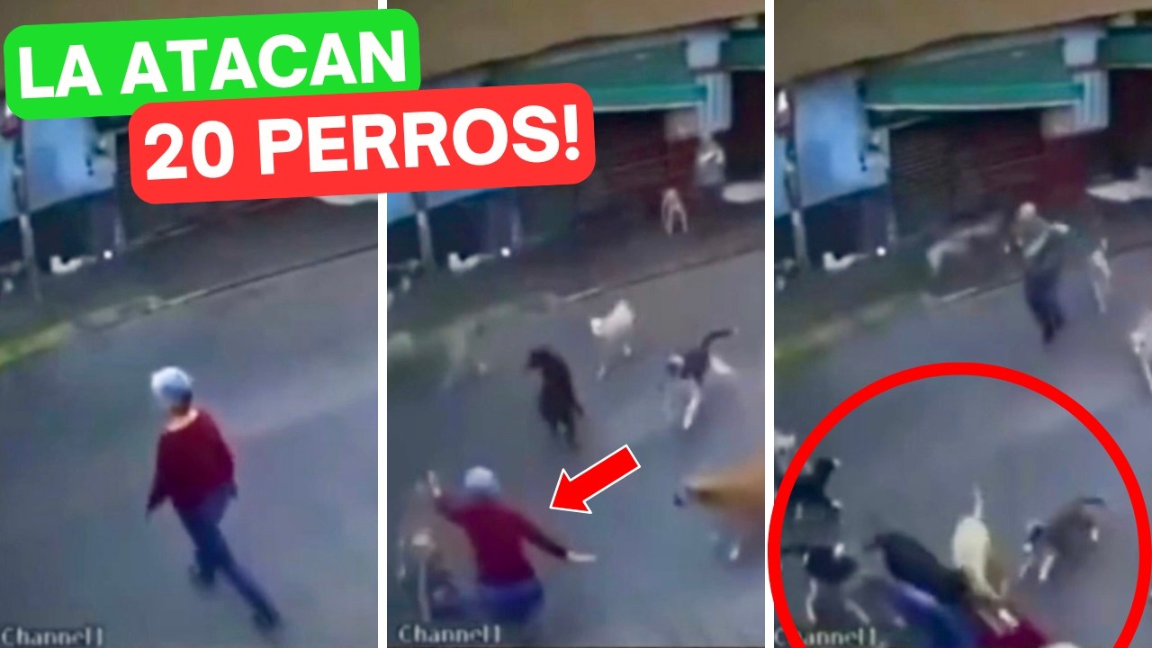 Iba caminando por la calle y la ATACAN 20 PERROS! 😱 ¿Qué pasó?