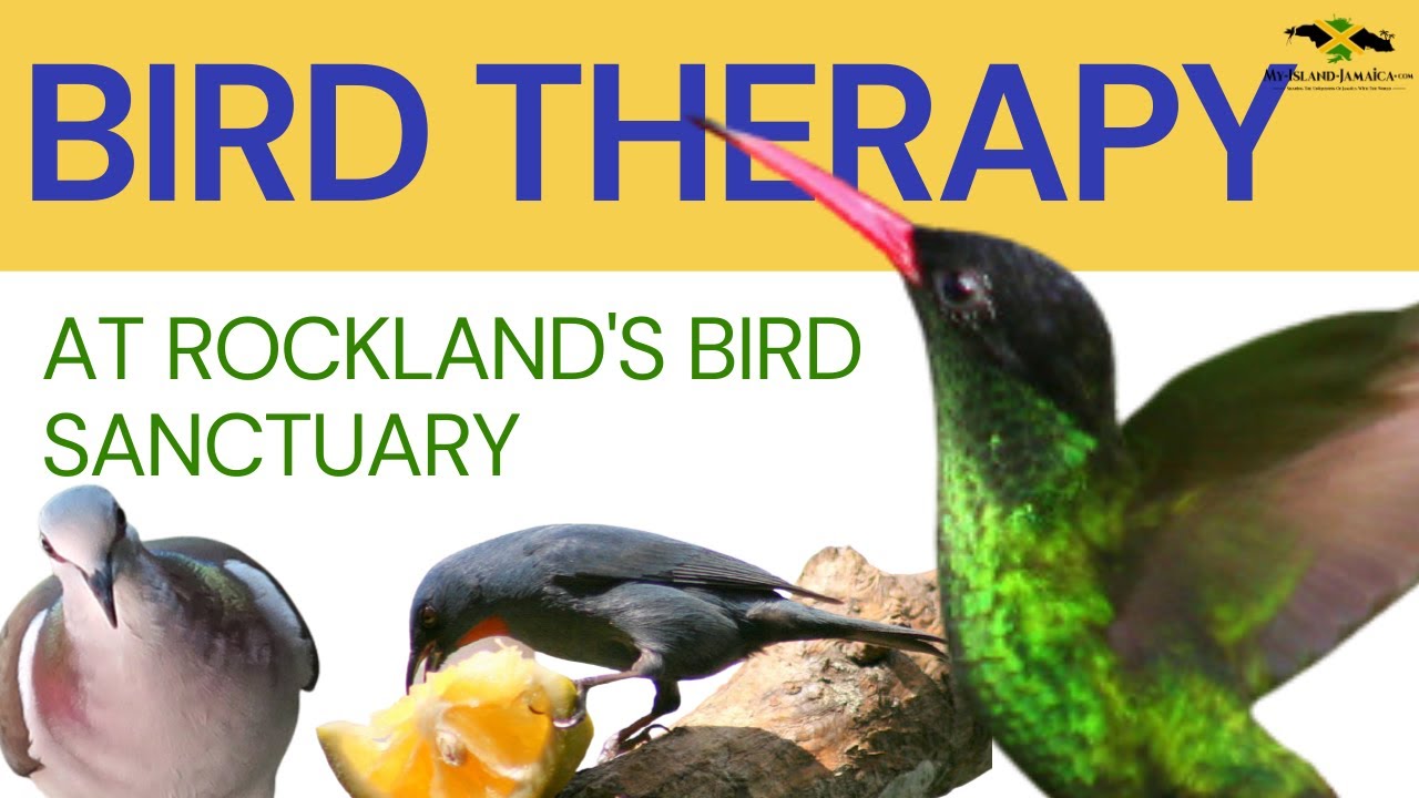 🦜BIRD THERAPY at Rockland Bird Sanctuary 😊 | #BirdWatching