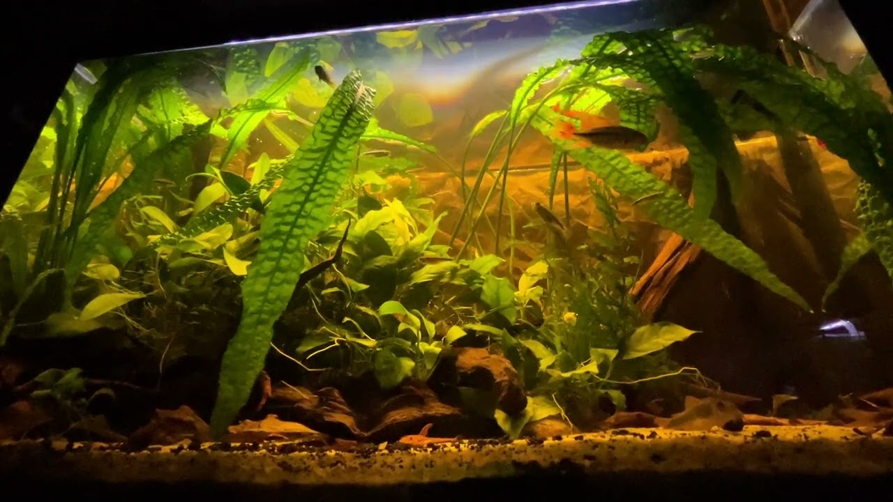 Tanie akwarium 72 litrowe. Pielęgnica Kakadu - przedstawienie gatunku.